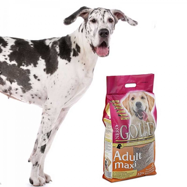 Jak uniknąć dysplazji u psów ras dużych i olbrzymich ?